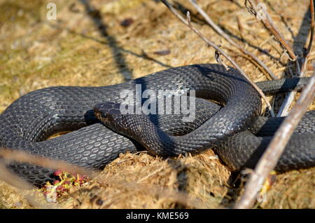 Melanistic Eastern Garter Snake in the wild Stock Photo