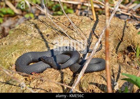 Melanistic Eastern Garter Snake in the wild Stock Photo