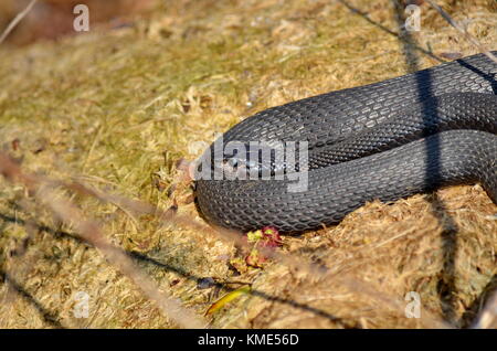 Melanistic Eastern Garter Snake in the wild Stock Photo