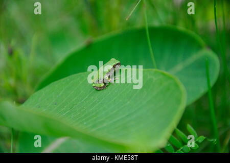 Eastern Gray Tree Frog sitting on Milkweed Stock Photo
