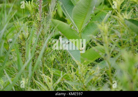 Eastern Gray Tree Frog sitting on Milkweed Stock Photo