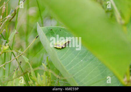 Eastern Gray Tree Frog sitting on Milkweed Stock Photo
