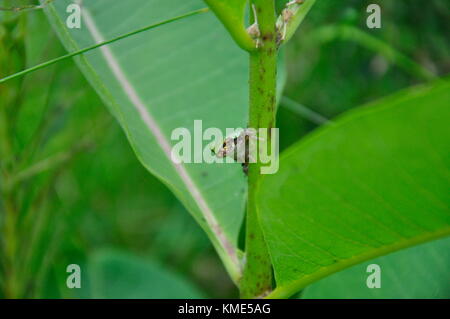 Eastern Gray Tree Frog sitting on Milkweed Stock Photo