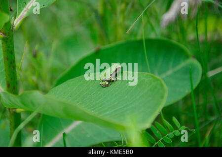 Eastern Gray Tree Frog sitting on Milkweed Stock Photo