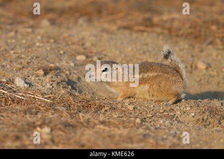 San Joaquin or Nelson's Antelope Squirrel (Ammospermophilus nelsoni) Endangered, Carrizo Plain National Monument, California USA Stock Photo