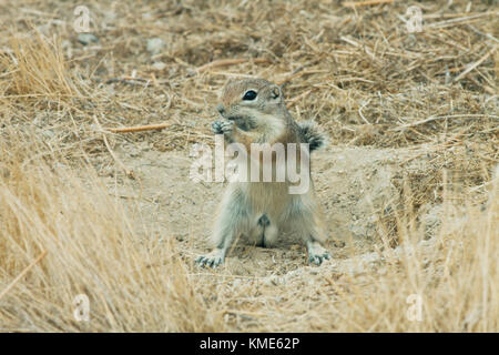 San Joaquin or Nelson's Antelope Squirrel (Ammospermophilus nelsoni) Endangered, Carrizo Plain National Monument, California USA Stock Photo