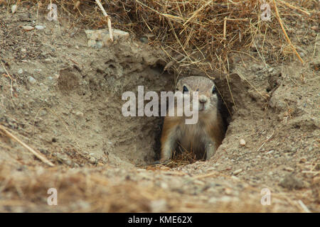 San Joaquin or Nelson's Antelope Squirrel (Ammospermophilus nelsoni) Endangered, Carrizo Plain National Monument, California USA Stock Photo