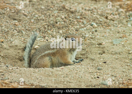 San Joaquin or Nelson's Antelope Squirrel (Ammospermophilus nelsoni) Endangered, Carrizo Plain National Monument, California USA Stock Photo