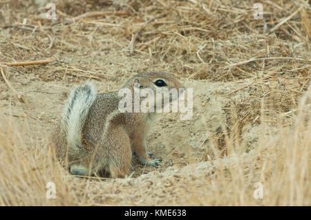 San Joaquin or Nelson's Antelope Squirrel (Ammospermophilus nelsoni) Endangered, Carrizo Plain National Monument, California USA Stock Photo