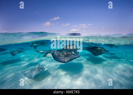 Photographing Southern stingray at dive site known as Sandbar
