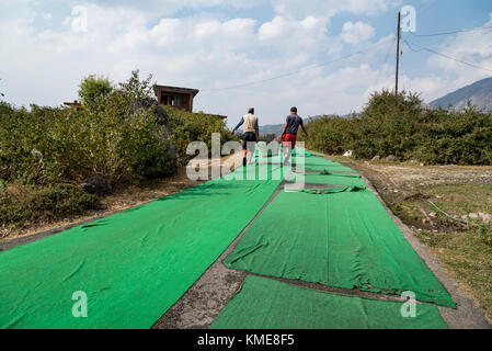 Two men carrying a vessel filled with washed clothes and walking on road covered with green carpet. Stock Photo