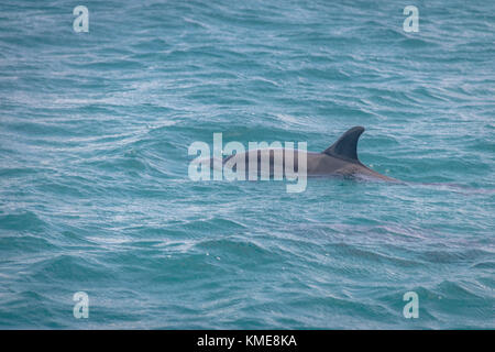 Dolphins swimming in the inner sea - Fernando de Noronha, Pernambuco, Brazil Stock Photo