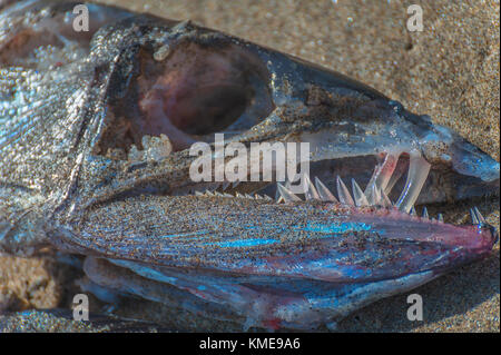 Remains of a Lancet fish that washed ashore at Pacific City on the Oregon Coast.  Close up of it's large empty sockets and jelly looking sharp teeth. Stock Photo