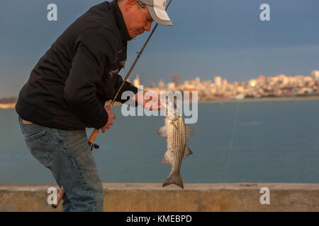 fisherman holding caught striped bass (Morone saxatilis), Golden Gate Pier, San Francisco, California, USA