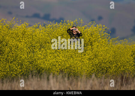 woman with smartphone standing among invasive mustard plants at restored salt ponds, Alviso, California, USA Stock Photo