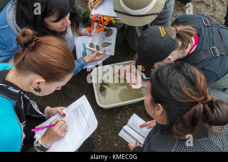 Wetlands Ecology Class,San Francisco State University,Tiberon,CA.The students used a seine to look  for animal life in the eelgrass beds. Stock Photo