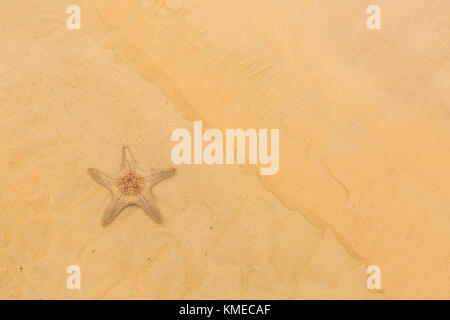 starfish found on Moreton Island National Park, Queensland, Australia Stock Photo