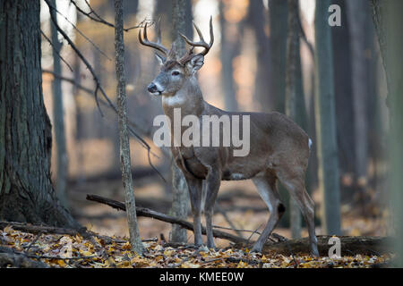 A mature buck whitetail deer standing very alert in the forest. Stock Photo