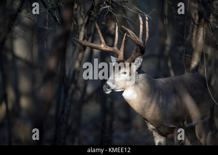 A large buck whitetail deer with his head in a sunbeam. Stock Photo