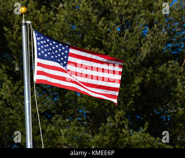 An American Flag waving in the breeze with a background of evergreen trees. Stock Photo