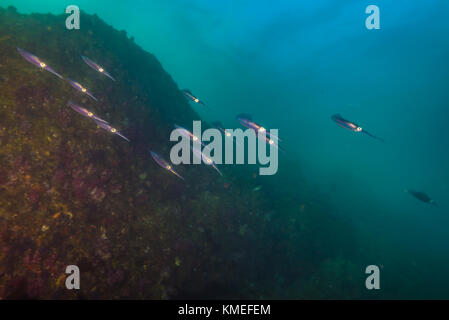 a small flock of Spear squid (Heterololigo bleekeri  Keferstein, 1866) passing through the rock reef in a day of deep autumn. Owase, Mie, Japan Stock Photo