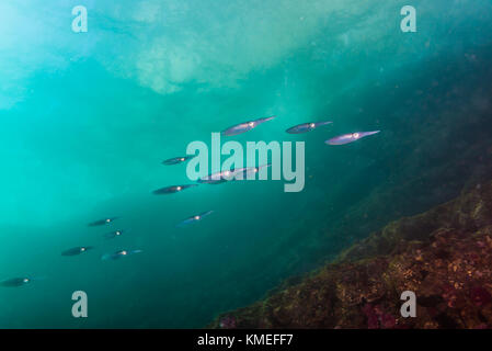 a small flock of Spear squid (Heterololigo bleekeri  Keferstein, 1866) passing through the rock reef in a day of deep autumn. Owase, Mie, Japan Stock Photo