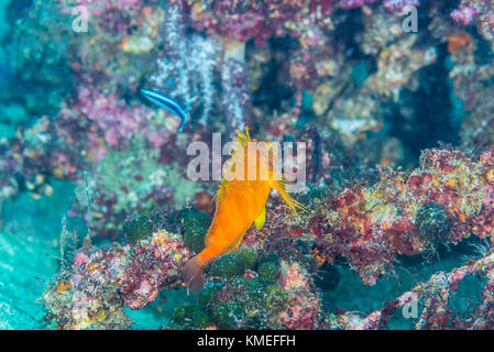 Yellow hawkfish ( Cirrhitichthys aureus) waiting cleaning by Bluestreak cleaner wrasse (Labroides dimidiatus). Owase, Mie, Japan Stock Photo