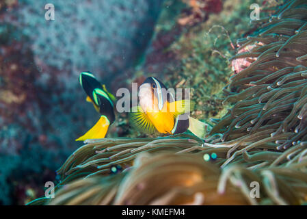 Yellowtail clownfish（Amphiprion clarkii  Bennett, 1830) swimming in the swaying sea anemone (Entacmaea quadricolor) Stock Photo