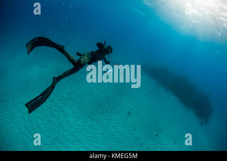 Diver spearfishing for barracuda in ocean, Clarence Town, Long Island, Bahamas Stock Photo