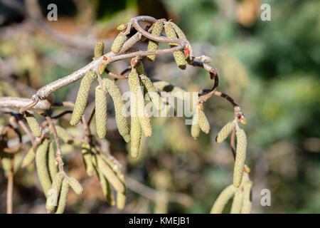 Hazel catkins,Avellana betulaceae,corylus,shrub,tree,common hazel. Oklahoma City, Oklahoma, USA. Stock Photo