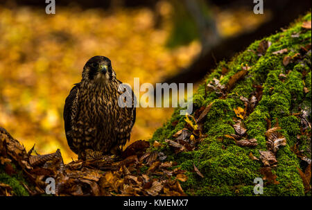 A peregrine Falcon on grounds of a forest during autumn. Stock Photo