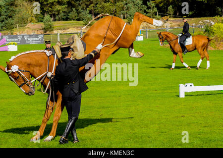 The Cadre Noir, an Equestrian Display Team based in the city of Saumur in  western France Stock Photo - Alamy