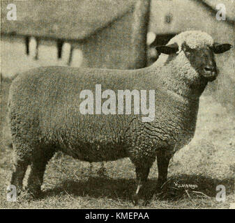 'Types and market classes of live stock' (1916) Stock Photo