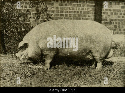 'Types and market classes of live stock' (1916) Stock Photo