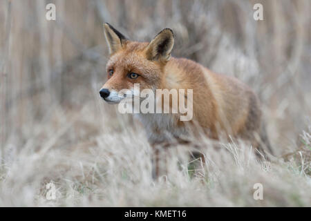 Red Fox / Rotfuchs ( Vulpes vulpes ) standing in dry grass, watching attentively, seems to be leery of something, wildife, Europe. Stock Photo