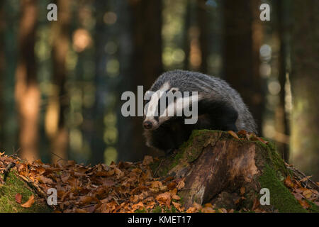 European Badger / Dachs ( Meles meles ), adult animal in a forest, climbing on a tree stub, watching down from there, looks funny, Europe. Stock Photo