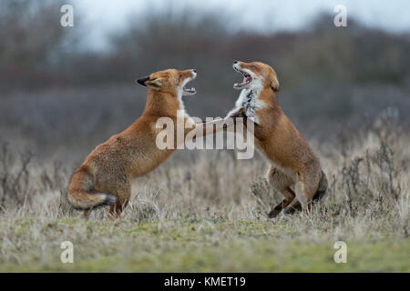 foxes attacking chickens