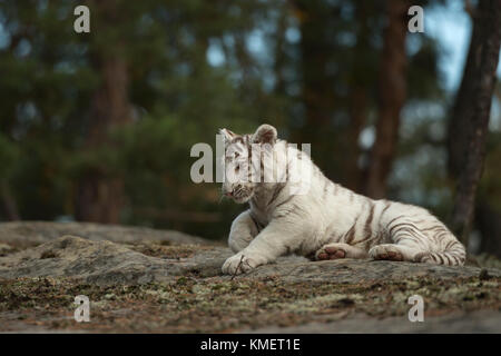 Royal Bengal Tiger / Koenigstiger ( Panthera tigris ), white animal, resting on rocks at the edge of a forest, nice setting, in natural surrounding. Stock Photo