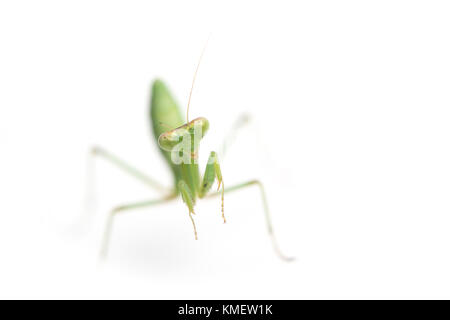 Praying mantis isolated on white background. Sphodromantis gastrica. Stock Photo