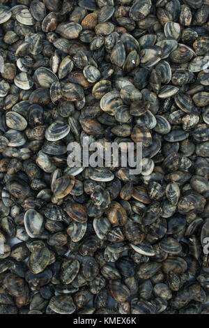 Fresh blood cockle or blood clam (Tegillarca granosa) background. Close