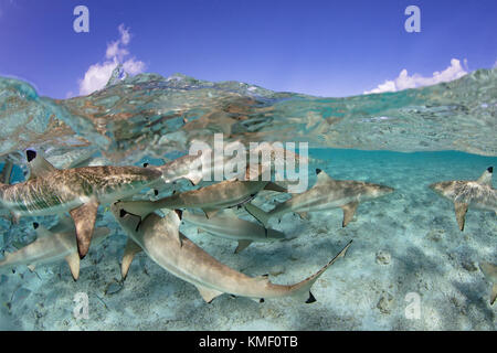 Over/under of Blacktip reef sharks in a lagoon, French Polynesia. Stock Photo