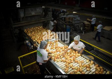 Sweet Vidalia onions are processed at Bland Farms June 20, 2017 in Glennville, Georgia. Bland Farms is the largest grower, packer, and shipper of sweet onions in the United States. (photo by Preston Keres  via Planetpix) Stock Photo