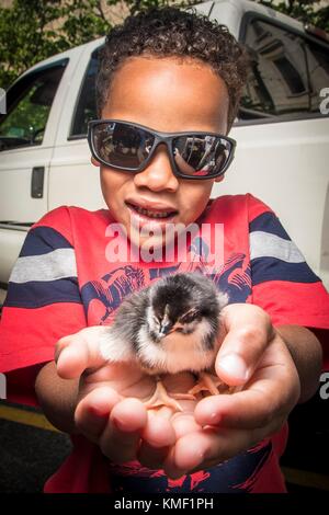 A young boy holds a day-old chick at the U.S. Department of Agriculture Farmers Market at the USDA Headquarters during a National Egg Day celebration June 2, 2017 in Washington, DC. (photo by Preston Keres  via Planetpix) Stock Photo