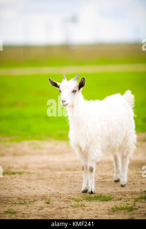 A young goat grazes in a meadow Stock Photo - Alamy