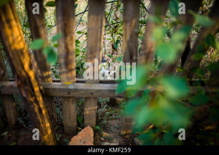Cat looking at the camera through a hole in the fence. Stock Photo