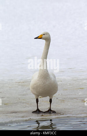 Whooper swan (Cygnus cygnus) standing on ice of frozen pond in winter Stock Photo