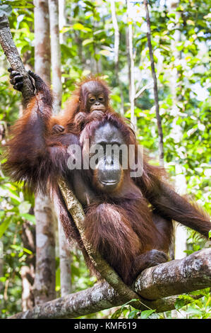 A female of the orangutan with a cub in a natural habitat. pongo pygmaeus wurmmbii. Rainforest of Borneo. Indonesia Stock Photo