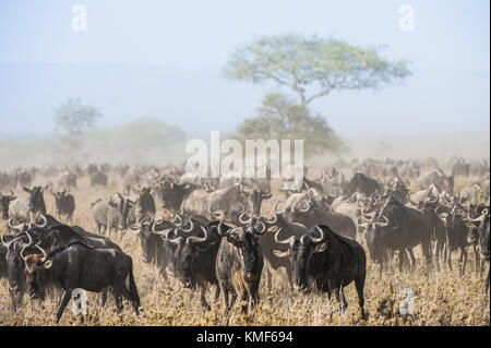 Wildebeest migration. The herd of migrating antelopes goes on dusty savanna. The wildebeests, also called gnus or wildebai, are a genus of antelopes,  Stock Photo