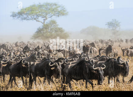 Wildebeest migration. The herd of migrating antelopes goes on dusty savanna. The wildebeests, also called gnus or wildebai, are a genus of antelopes,  Stock Photo