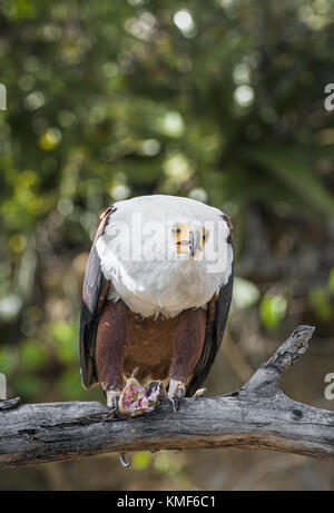 The African Fish Eagle (Haliaeetus vocifer) or distinguish it from the true fish eagles the African Sea Eagle is a large species of eagle. It is the n Stock Photo